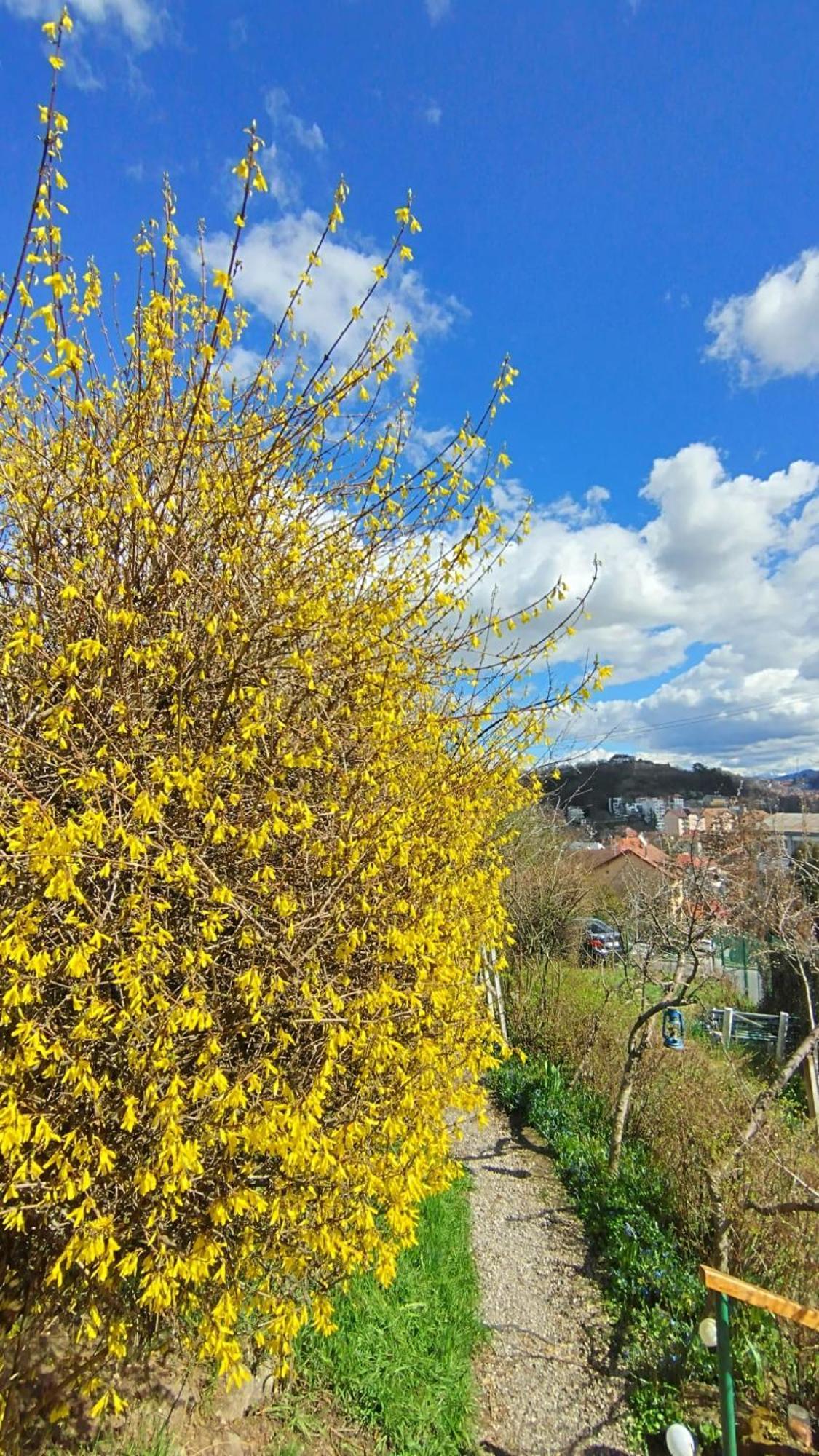 Villa Kuschmann บราชอฟ ภายนอก รูปภาพ
